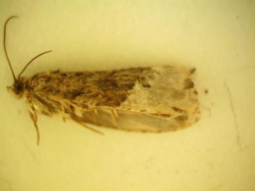 Hedya nubiferana
